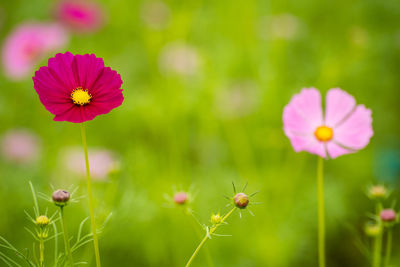 Close-up of pink flowering plants on field