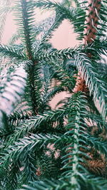 Low angle view of palm trees