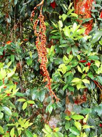 Plants growing in park