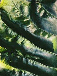 Full frame shot of plants
