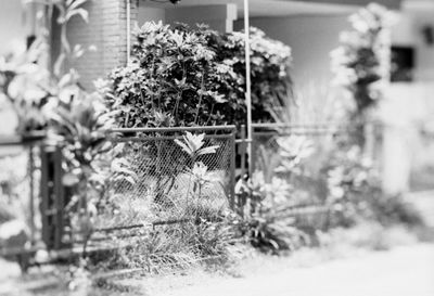 Close-up of plants on snow covered field