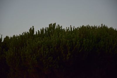 Panoramic shot of trees on field against clear sky