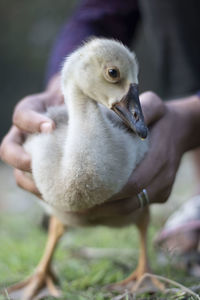 Baby duck 
