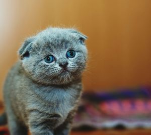 Close-up portrait of kitten