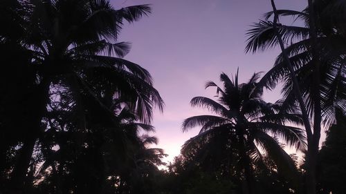 Low angle view of silhouette palm trees against sky at sunset