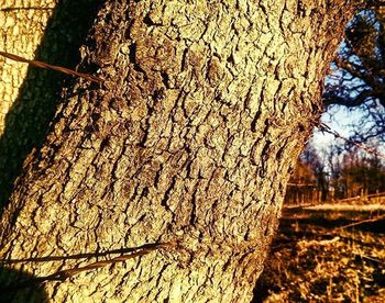 View of tree trunk