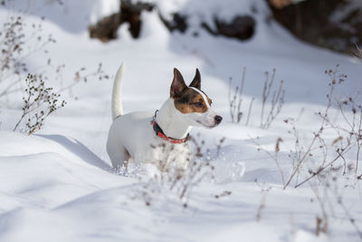 Female jack russell terrier dog walking through tall fresh snow on a beautiful sunny winter day