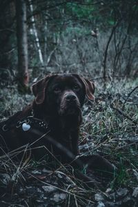 Portrait of dog on field