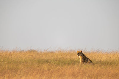 Lioness sitting on grassy field against clear sky