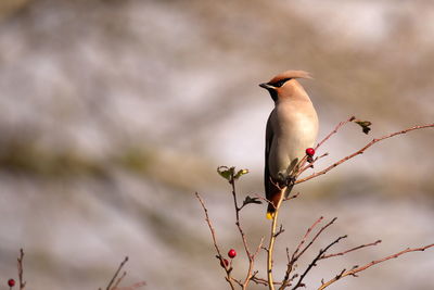 Low angle view of waxwing perching on tree