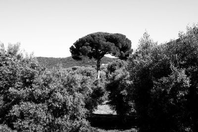 Plants and trees against clear sky