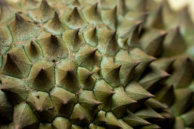 Full frame shot of succulent plant