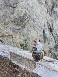 Mom hugs her little baby monkey in sri lanka 