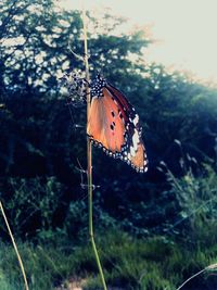 Close-up of butterfly pollinating flower