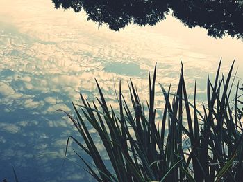 Close-up of plants against calm lake