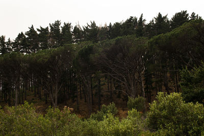 Trees growing in forest against sky