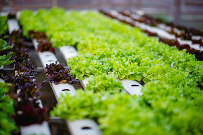 Close-up of chopped vegetables