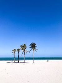 Palm trees on beach against clear blue sky