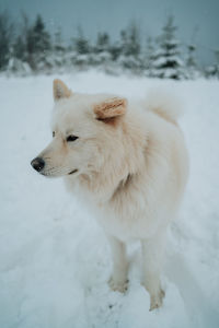 Dogs on snow