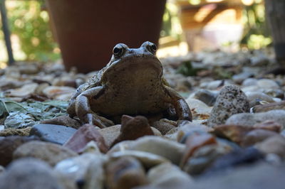 Frog on stones