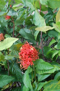 Close-up of red flowers blooming in park