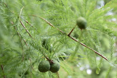 Close-up of fresh green plant