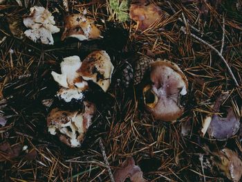 High angle view of mushrooms on field