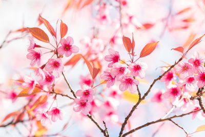 Close-up of pink cherry blossoms