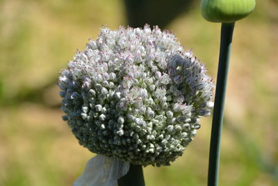 Close-up of flower against blurred background