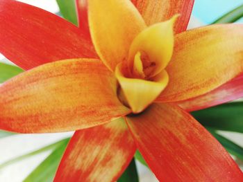 Close-up of yellow flower