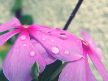 Close-up of wet pink rose flower