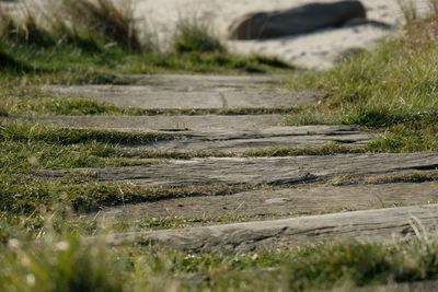 Surface level of grass by water