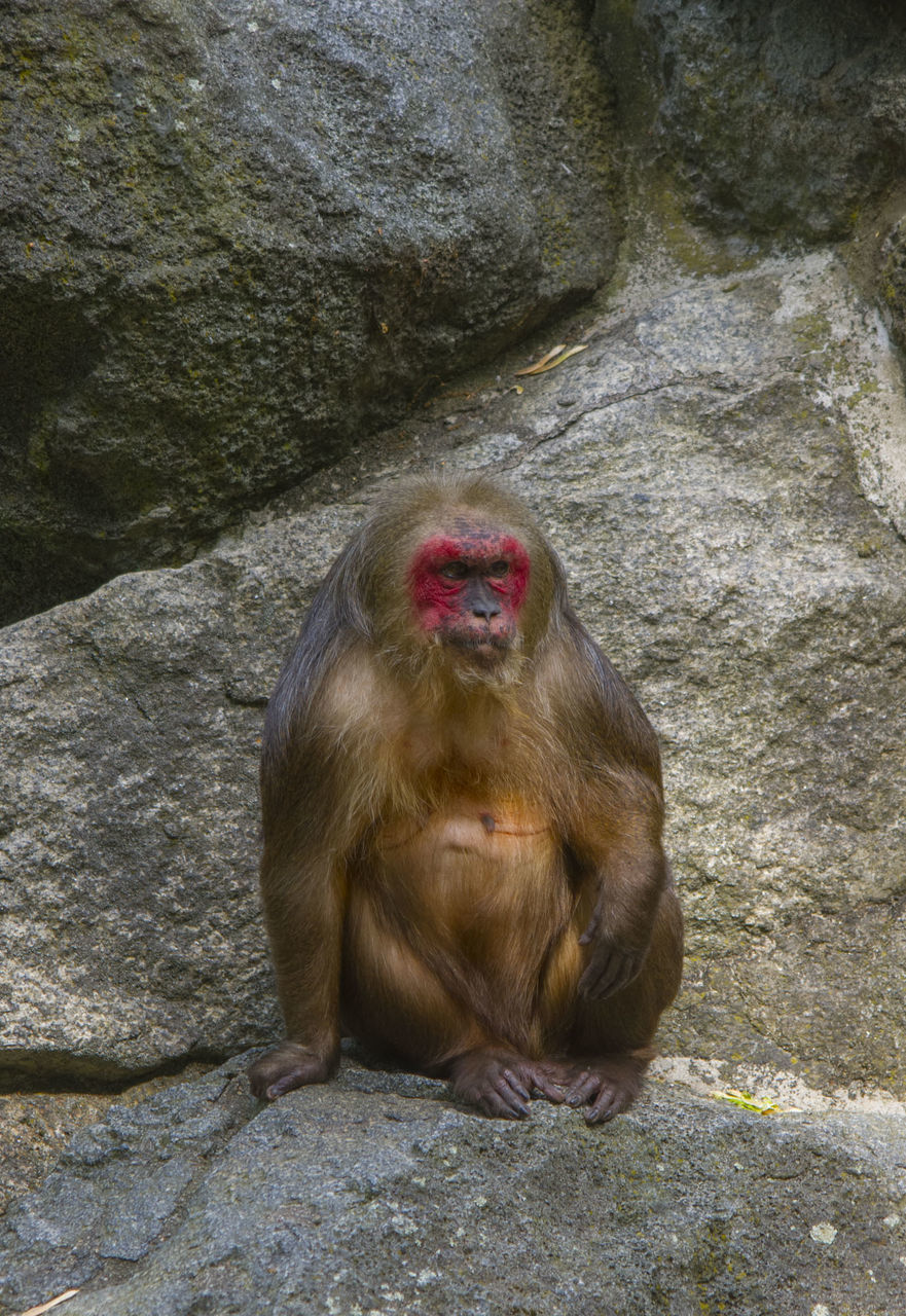 PORTRAIT OF YOUNG SITTING ON ROCK