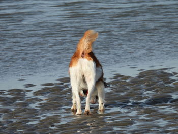 Rear view of dog on beach