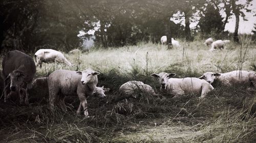 Sheep grazing on field