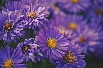 Close-up of purple daisy flowers