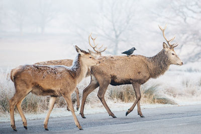 Side view of two deers on road