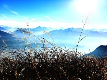 Close-up of grass against sky during sunset