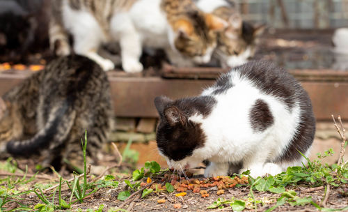 Close-up of cats on field