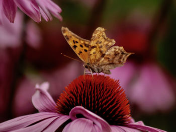 Close-up of butterfly on purple flower