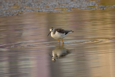 Bird perching on a lake