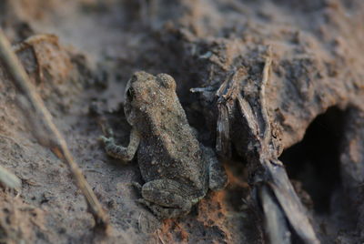 Close-up of lizard