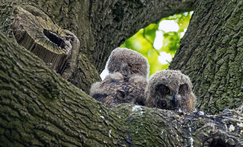 Portrait of sheep on tree trunk