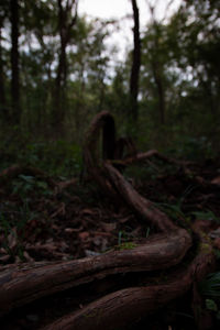 Close-up of tree trunk in forest