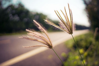 Close-up of plant against road