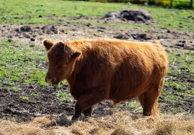 Lioness drinking water