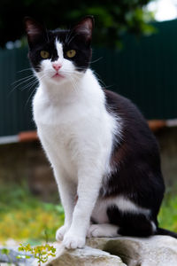 Close-up of cat sitting outdoors