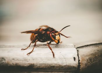 Close-up of bee on wall