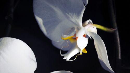 Close-up of white flowers