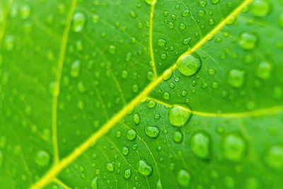 Close-up of raindrops on leaves